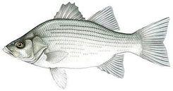 White Bass