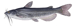 White Catfish
